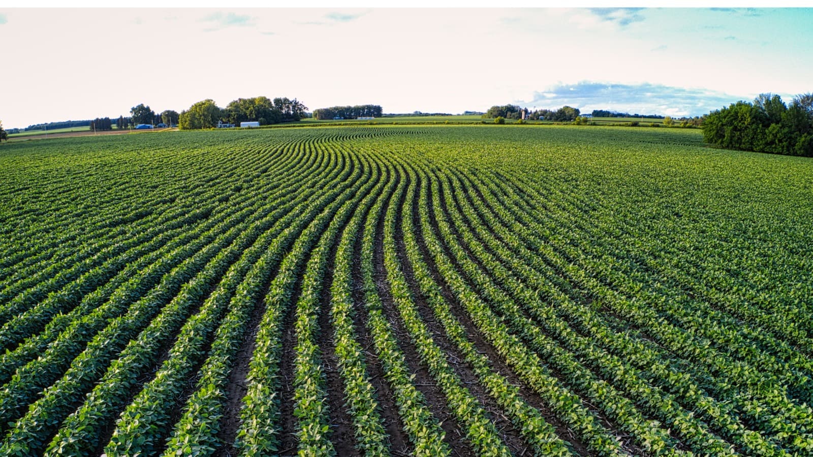 Aerial view of a soybean field planted in long contour rows.