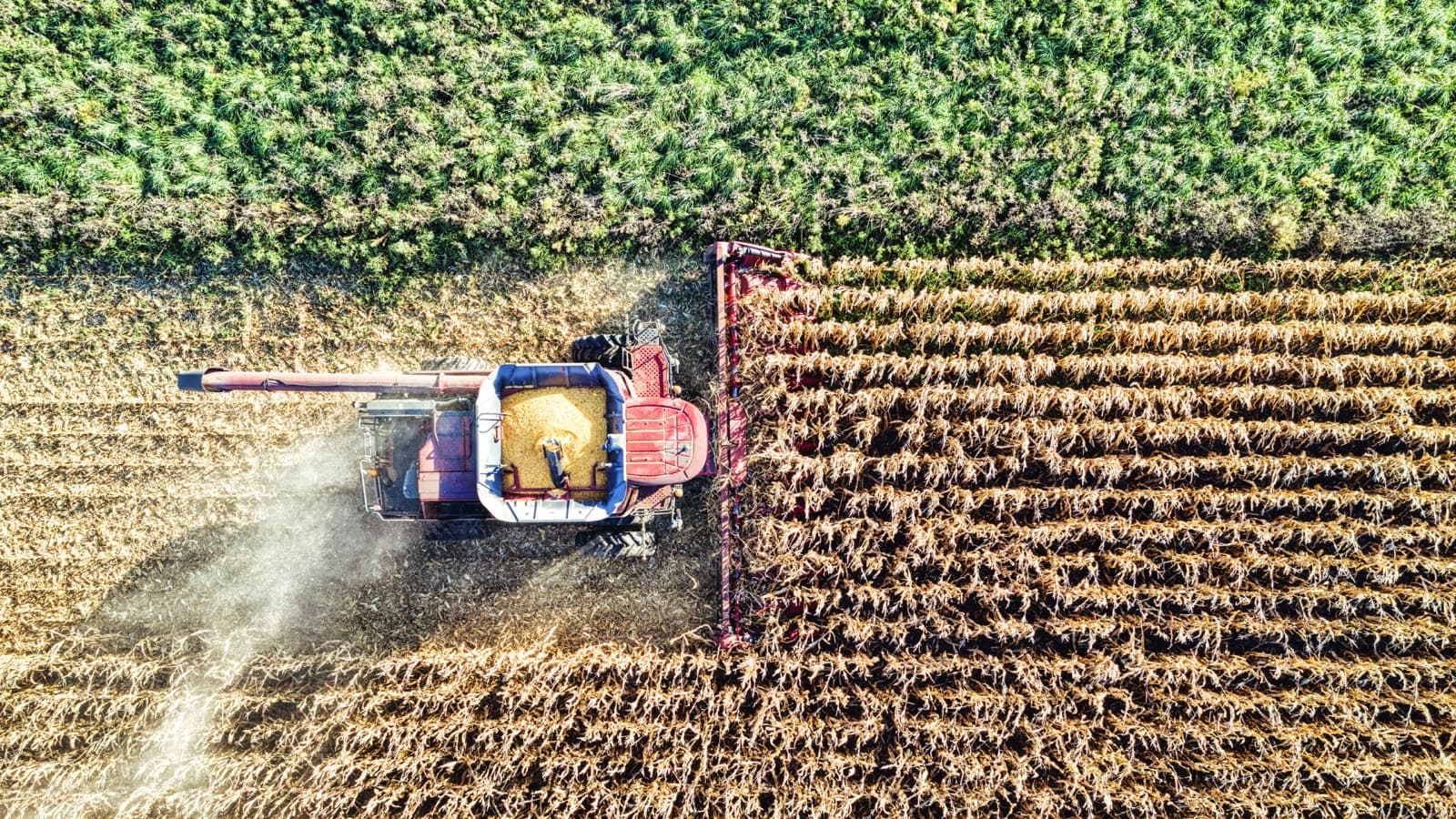 A combine harvesting a field while crop residue remains in the rows behind it.